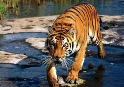 ​时隔13年，美国麻省理工表示周正龙华南虎照是真的，靠谱吗？