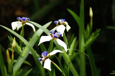 ​院子养花，就养巴西鸢尾，微风吹过，随风起舞，简直美不胜收