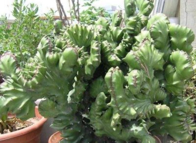 ​麒麟掌，一般人嫌丑，内行人却争相盆栽搁室内，镇宅又气派