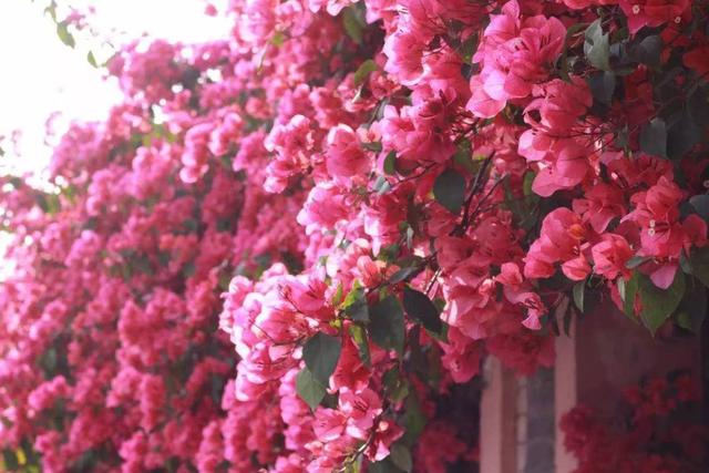 大学毕业旅游景点推荐(国内4大旅游景区等你)(3)