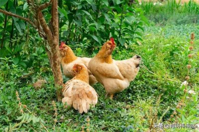 ​农村养鸡找销路？10个方法告诉你！