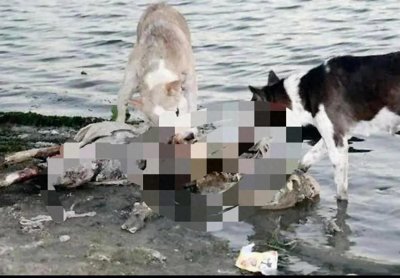 ​印度为什么喜欢将尸体丢入恒河，你见过最恐怖的恒河浮尸吗？