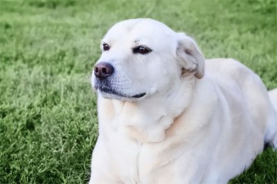 ​拉布拉多幼犬价格多少钱一只?1000元左右(正规地方购买)