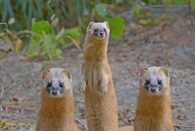 ​黄鼠狼闯入家中，是好事还是坏事？