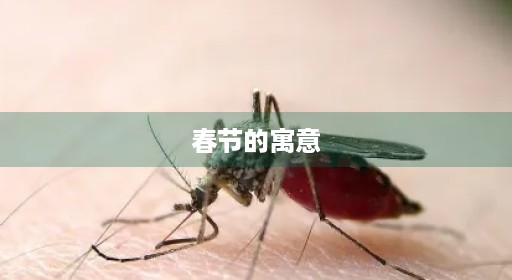 春节的寓意 春节的寓意