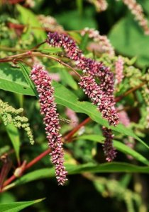 ​虎杖花：对丝光绿蝇有显著毒杀活性，灭蝇神器