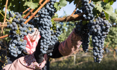 ​葡萄冷库保鲜储存方法,葡萄如何进行冷库贮藏保存