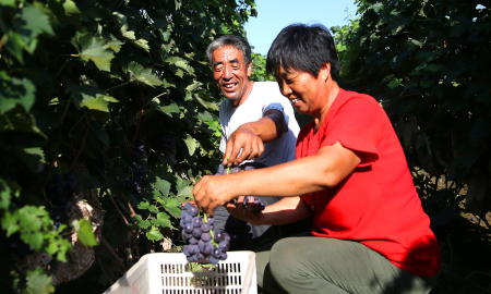 葡萄冷库保鲜储存方法,葡萄如何进行冷库贮藏保存图2