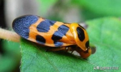 ​那些千奇百怪的毒药——孔雀胆