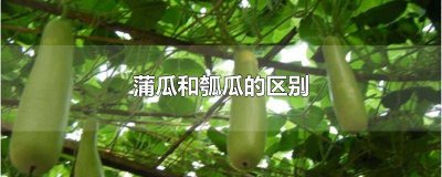 ​瓠子与蒲瓜的区别与功效 瓠瓜与蒲瓜的区别