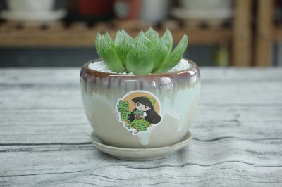 ​玉露怎么闷养