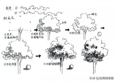 ​画大树 简单漂亮 几种最常见的树的基本画法，简单容易上手