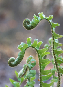​蕨菜怎么做好吃,蕨菜怎样做好吃的?作用是什么?