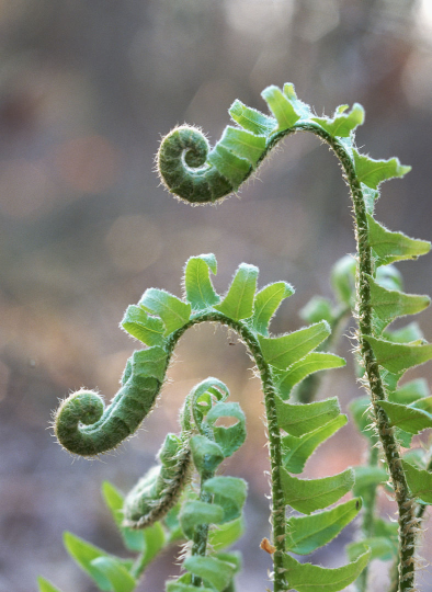 蕨菜怎么做好吃,蕨菜怎样做好吃的?作用是什么?图1