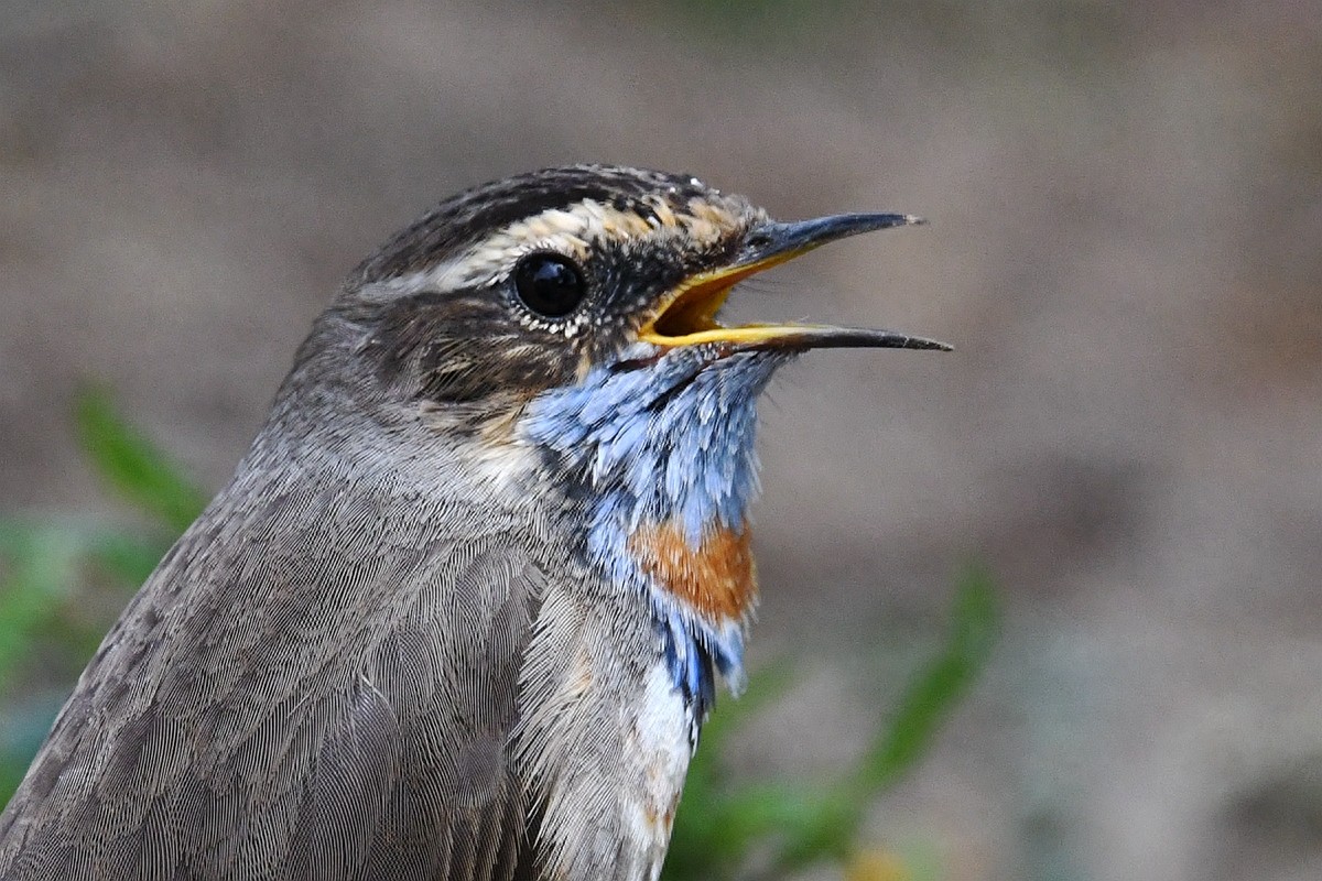 北京喜爱的宠物鸟，有着悦耳动听叫声的蓝点颏