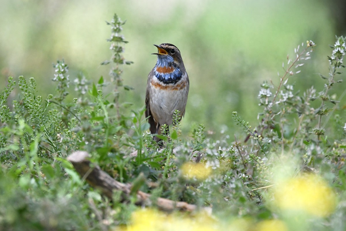 北京喜爱的宠物鸟，有着悦耳动听叫声的蓝点颏