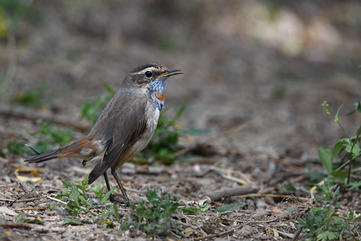 北京喜爱的宠物鸟，有着悦耳动听叫声的蓝点颏
