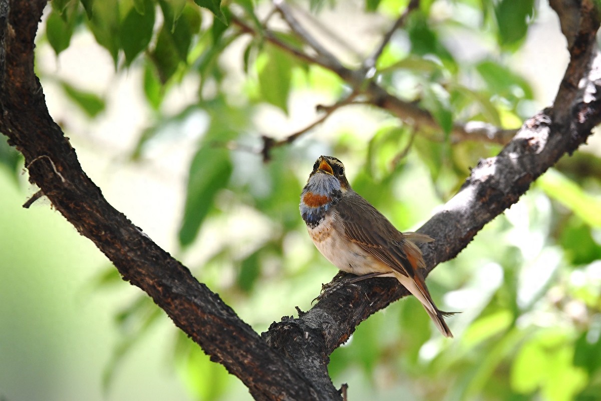 北京喜爱的宠物鸟，有着悦耳动听叫声的蓝点颏