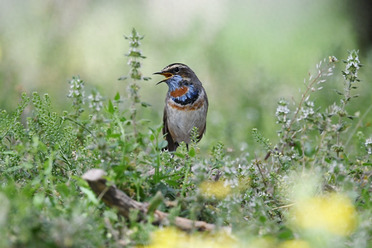 北京喜爱的宠物鸟，有着悦耳动听叫声的蓝点颏