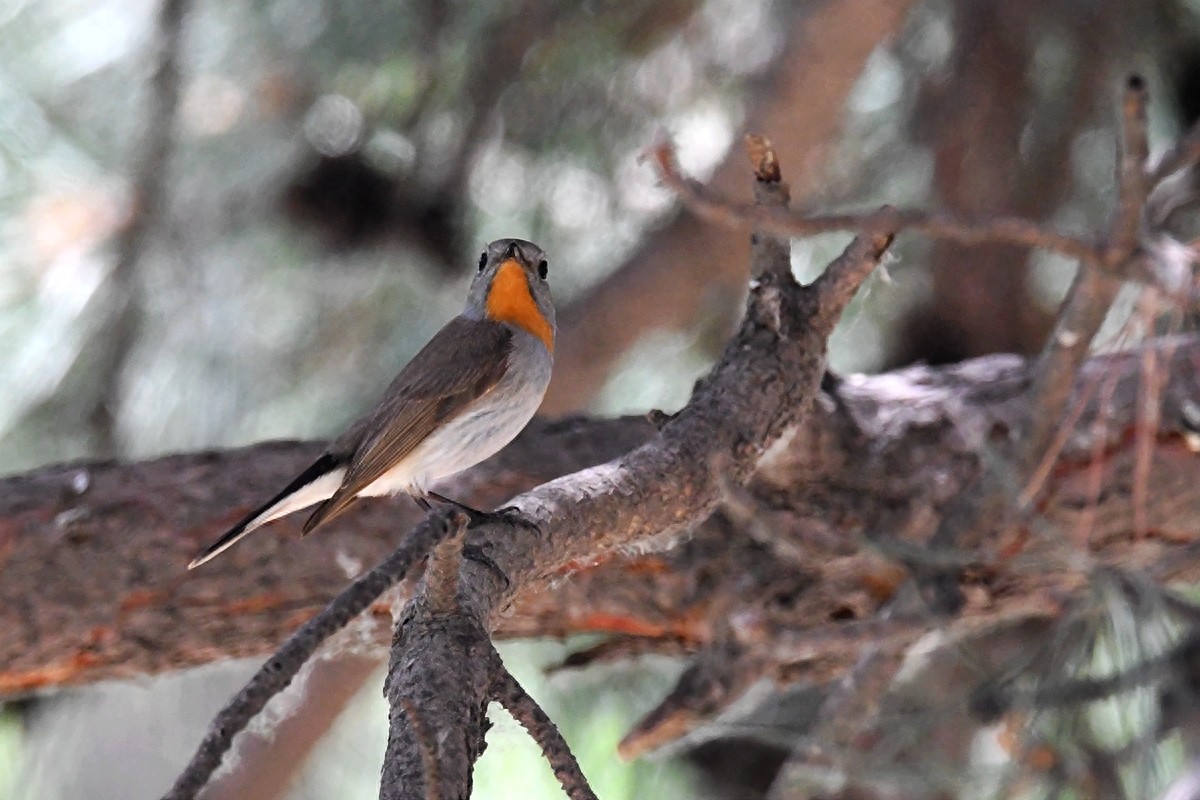 北京喜爱的宠物鸟，有着悦耳动听叫声的蓝点颏