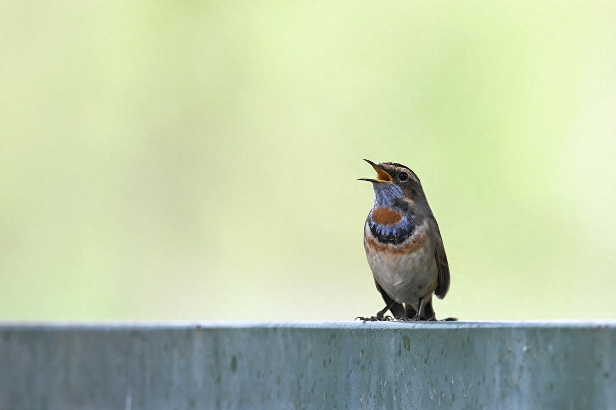 北京喜爱的宠物鸟，有着悦耳动听叫声的蓝点颏