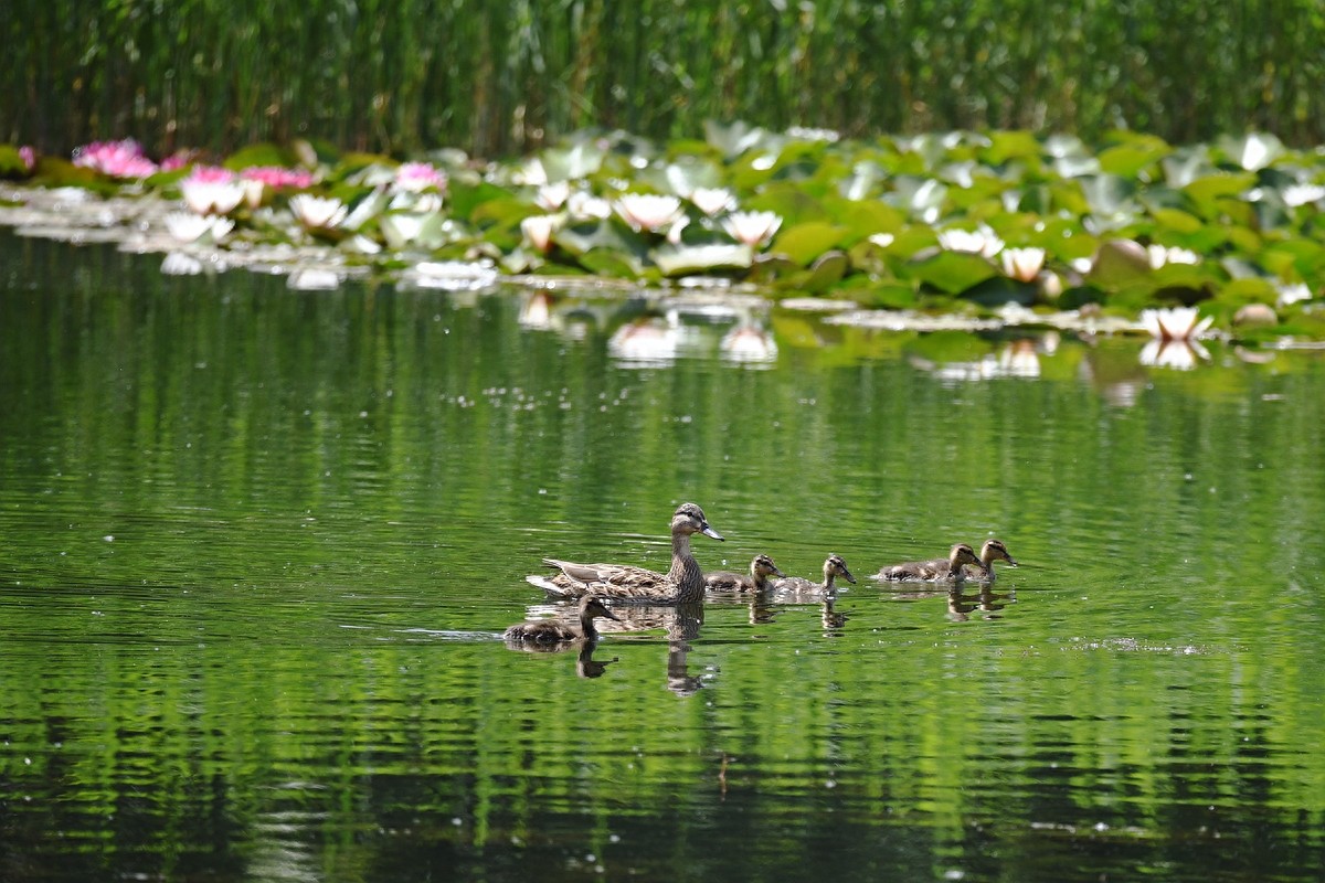 北京喜爱的宠物鸟，有着悦耳动听叫声的蓝点颏
