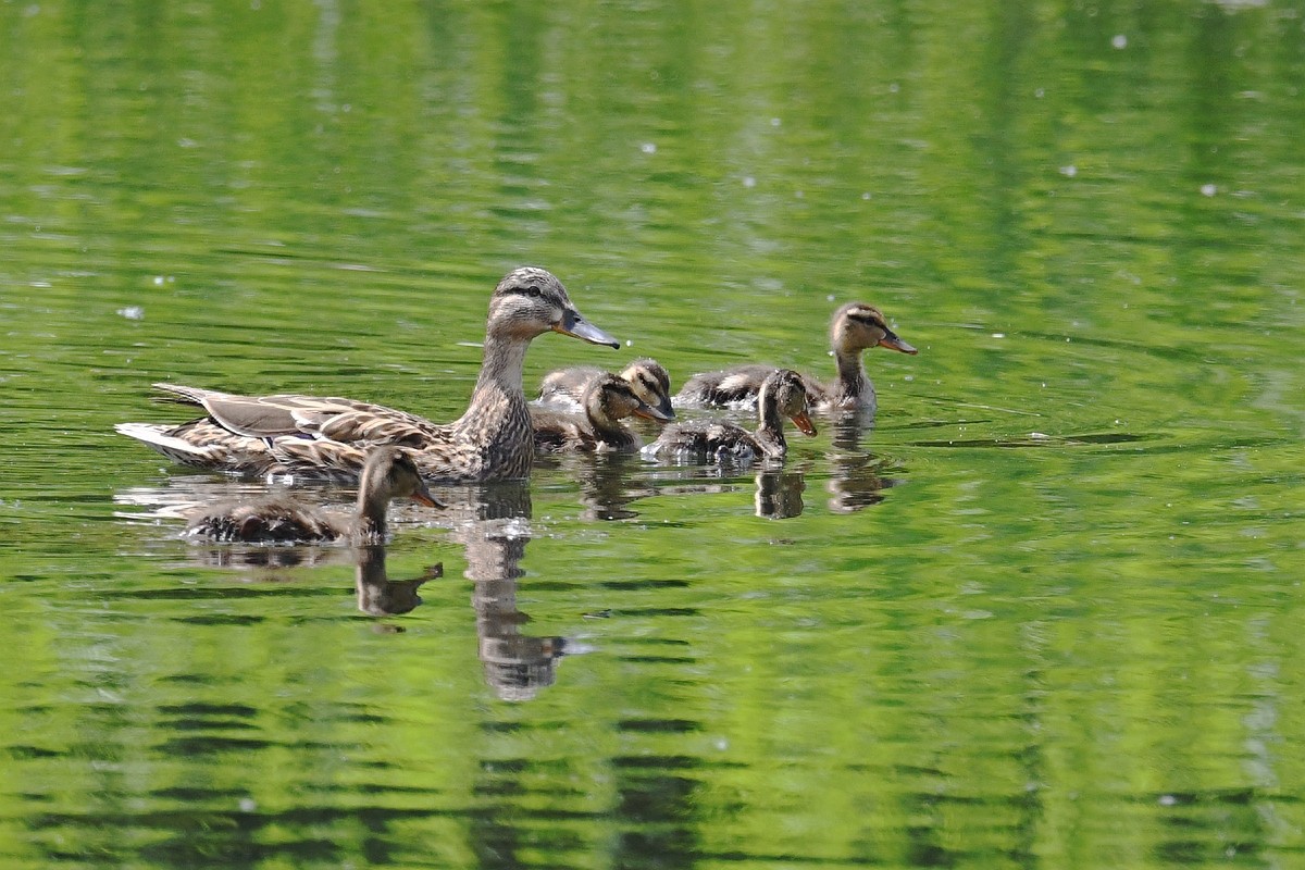 北京喜爱的宠物鸟，有着悦耳动听叫声的蓝点颏