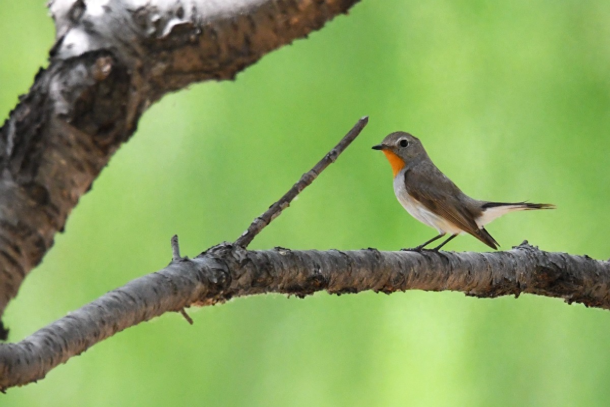北京喜爱的宠物鸟，有着悦耳动听叫声的蓝点颏
