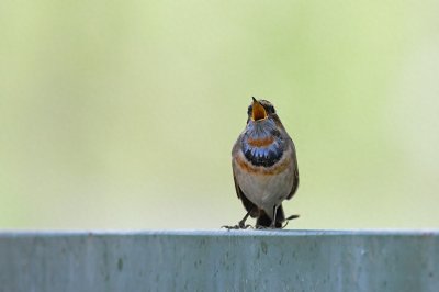 ​北京喜爱的宠物鸟，有着悦耳动听叫声的蓝点颏
