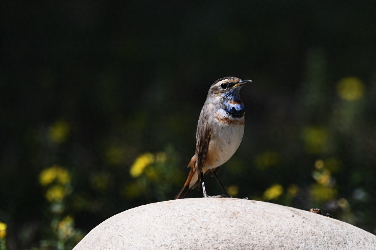 北京喜爱的宠物鸟，有着悦耳动听叫声的蓝点颏