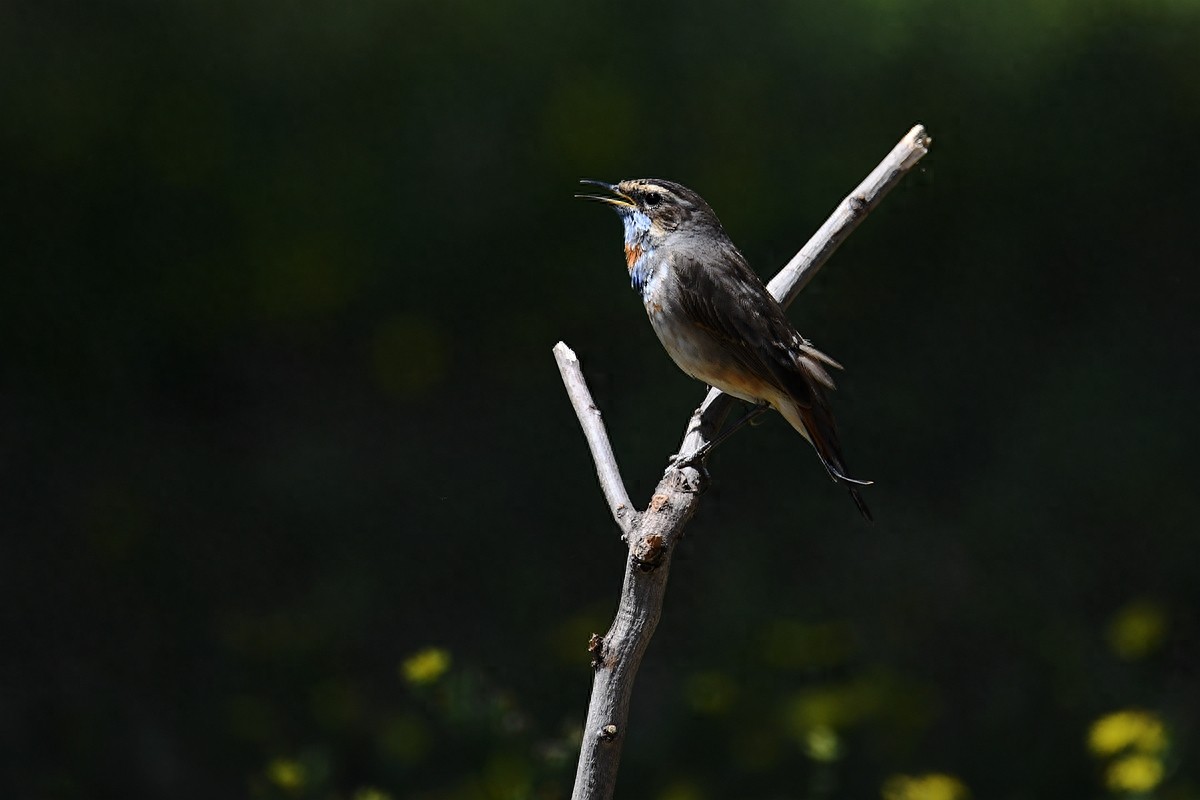 北京喜爱的宠物鸟，有着悦耳动听叫声的蓝点颏