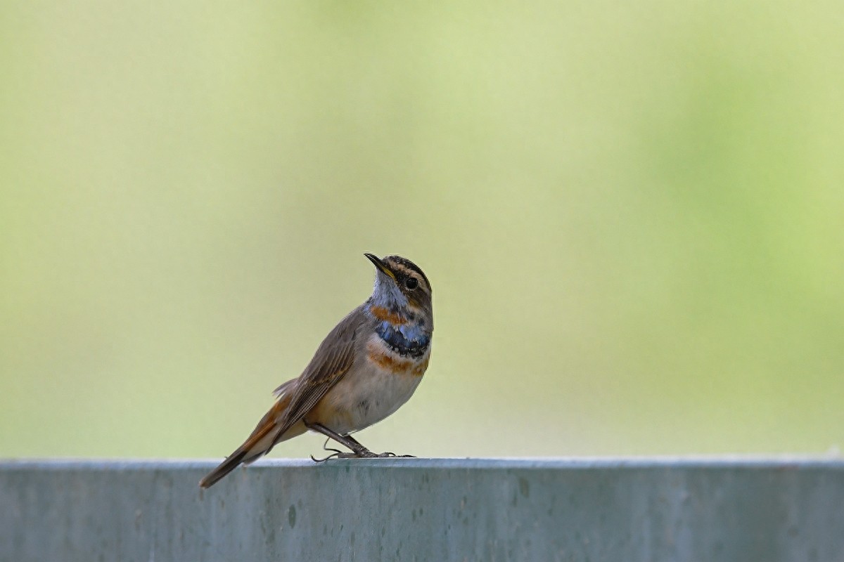 北京喜爱的宠物鸟，有着悦耳动听叫声的蓝点颏