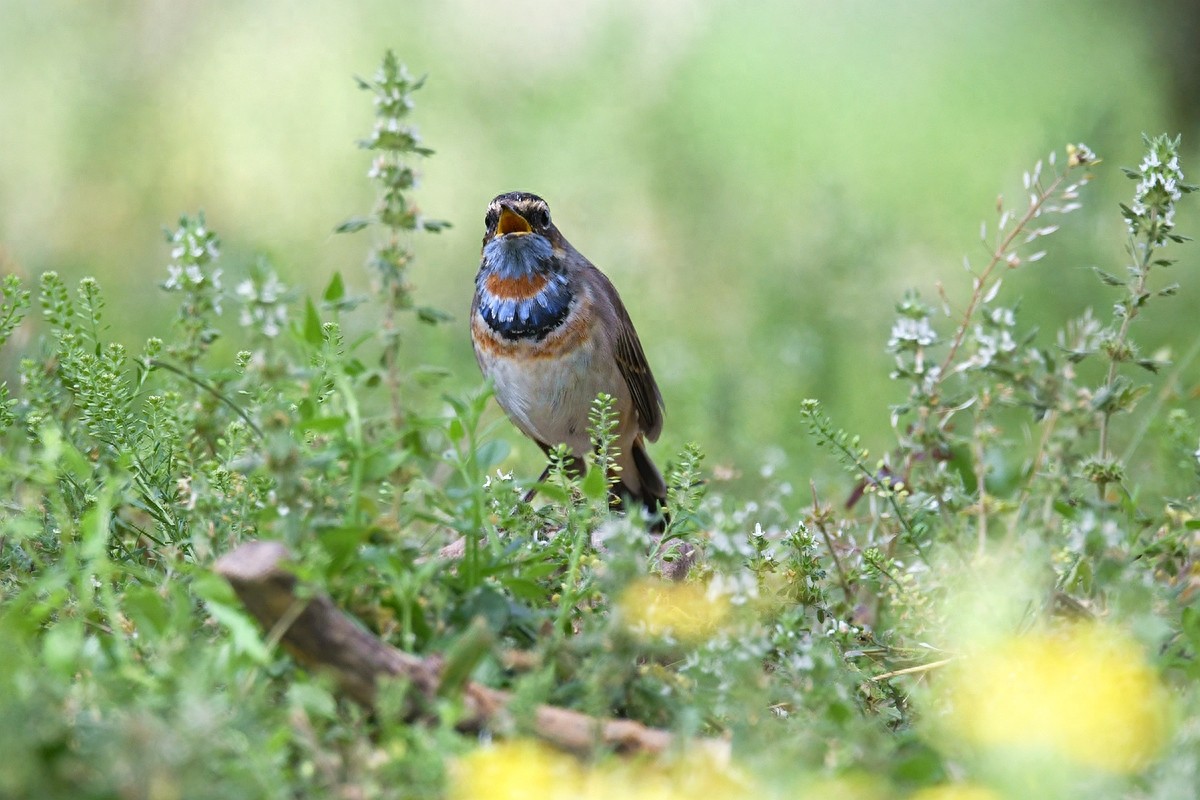 北京喜爱的宠物鸟，有着悦耳动听叫声的蓝点颏