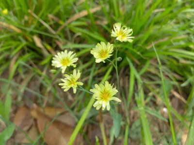 ​中华苦荬菜丨俗称“苦菜”，乡间常见的一种宝藏野菜！