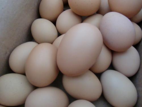 双黄鸡蛋是激素催的吗（双黄鸡蛋是不是人工造成的吗）