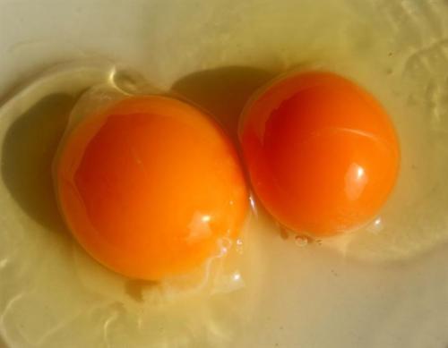 双黄鸡蛋是激素催的吗（双黄鸡蛋是不是人工造成的吗）