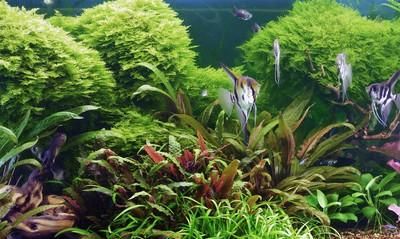 鱼缸里水发黄的原因和解决办法
，水族箱里面的水发黄了，可能是什么原因？应该如何处理呢？图4