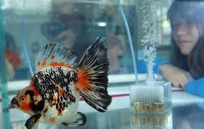 鱼缸里水发黄的原因和解决办法，水族箱里面的水发黄了，可能是什么原因？应该如何处理呢？图3