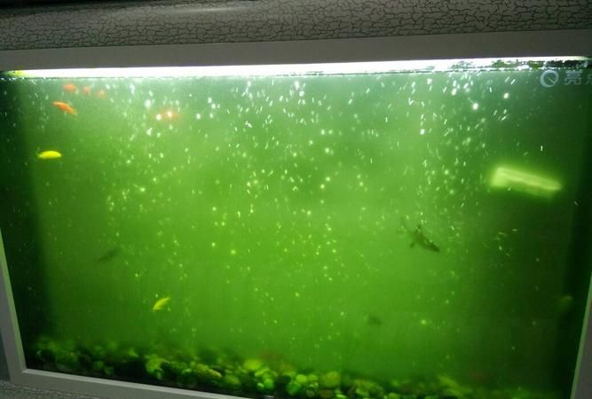 鱼缸水变黄有什么办法能解决