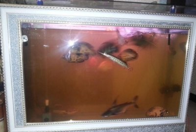 ​鱼缸里水发黄的原因和解决办法，水族箱里面的水发黄了，可能是什么原因？应该