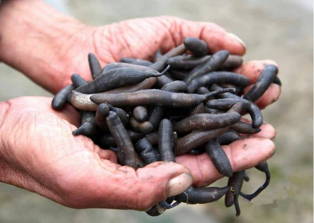 福建传统小吃土笋冻是什么做的（奇特美食之旅福建著名美食）(2)