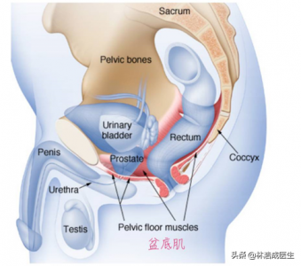 ​凯格尔锻炼法(凯格尔锻炼法男士有什么用)