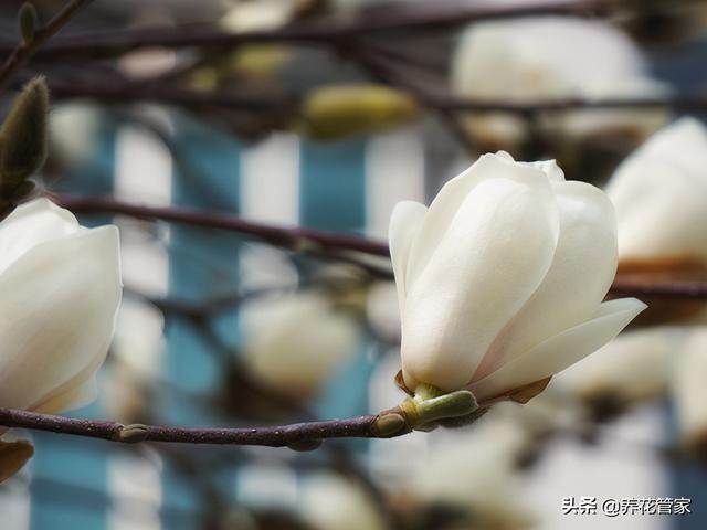美丽漂亮的白玉兰(人间二月天最美白玉兰)(14)