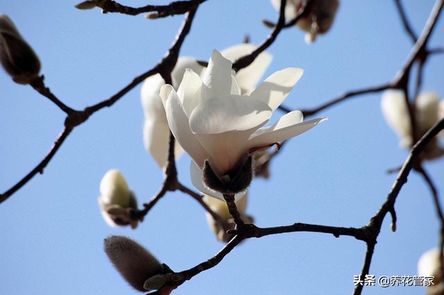 美丽漂亮的白玉兰(人间二月天最美白玉兰)(16)