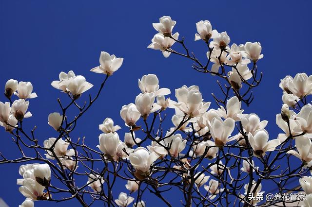 美丽漂亮的白玉兰(人间二月天最美白玉兰)(2)