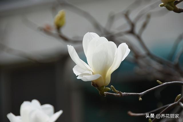 美丽漂亮的白玉兰(人间二月天最美白玉兰)(15)