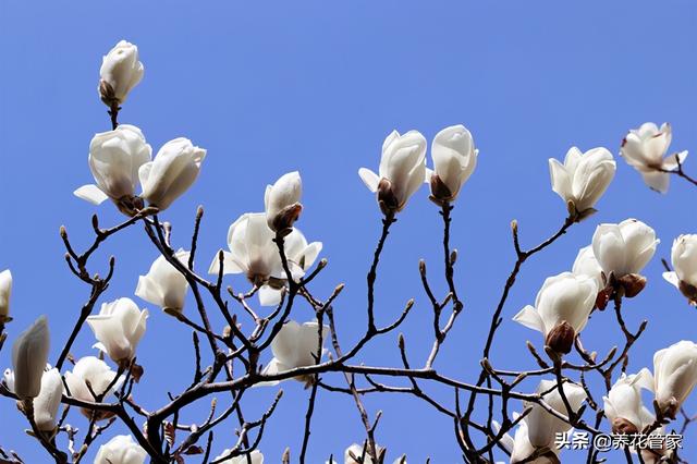 美丽漂亮的白玉兰(人间二月天最美白玉兰)(8)