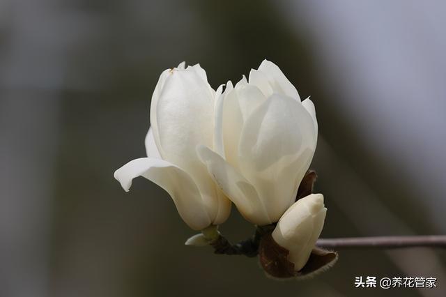 美丽漂亮的白玉兰(人间二月天最美白玉兰)(12)