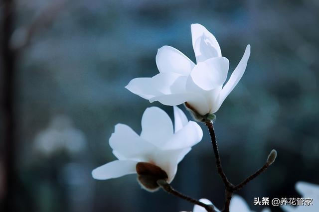 美丽漂亮的白玉兰(人间二月天最美白玉兰)(10)