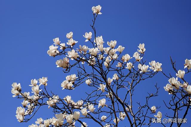 美丽漂亮的白玉兰(人间二月天最美白玉兰)(13)